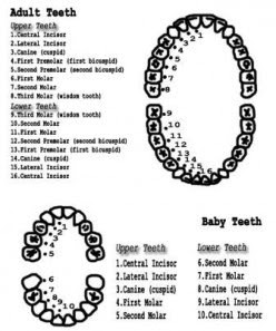 Adult Teeth and Baby Teeth