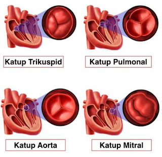 Katup-katup jantung