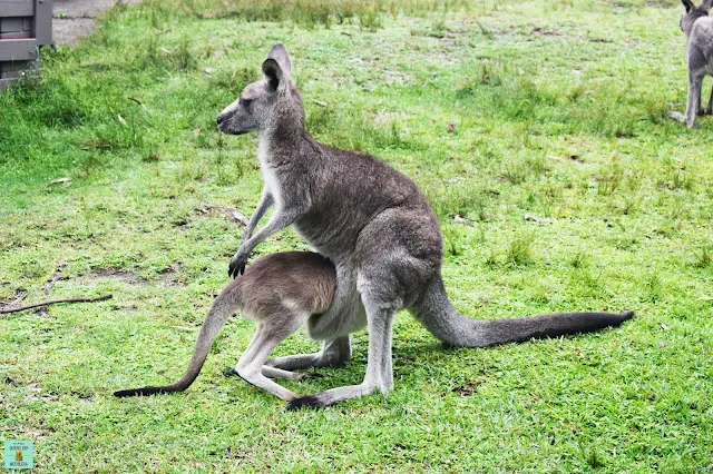 Viaje por el este de Australia