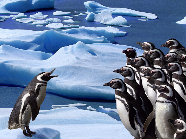 emperor penguin pictures
