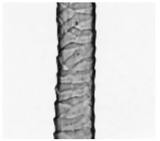 Longitudinal-View-500X-Wool-fibre