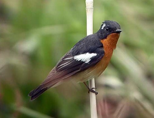 Proses Perawatan Dan Mengenal Dekat Burung Tledekan Alis Putih