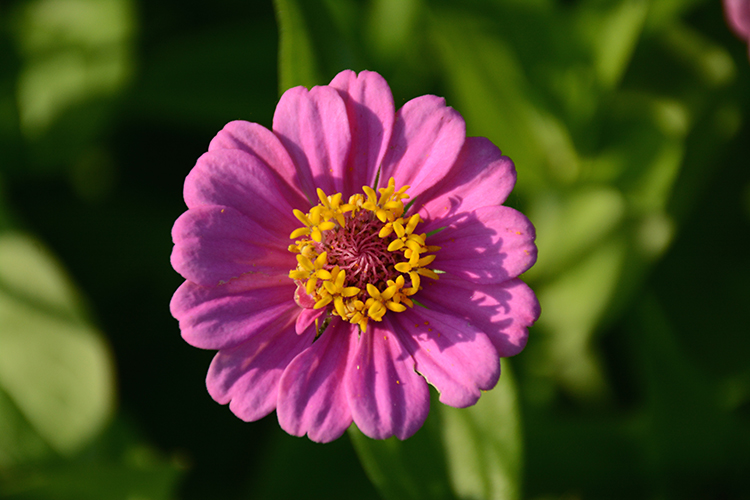 Gardening; Zinnias | My Darling Days Gardening; Zinnias | My Darling Days