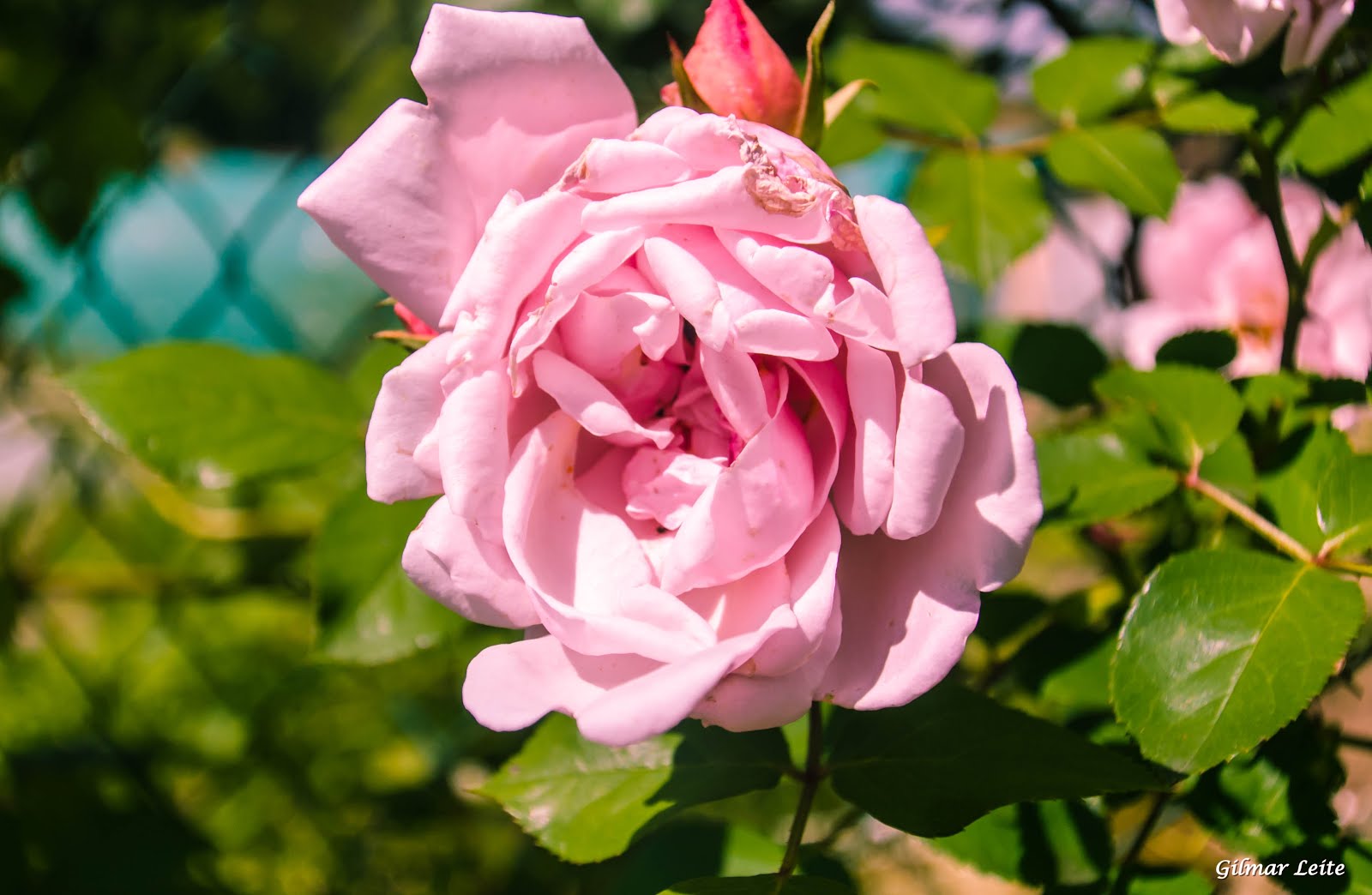 JARDIM DO MONET - GIVERLY - FRANÇA