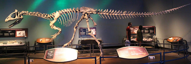Photo by Jonathon Chen while Cryolophosaurus (reconstruction) was on display at the Field Museum, Chicago