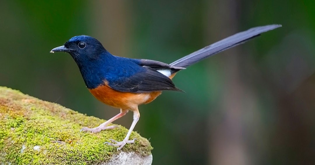 18+ Jenis Burung Murai Batu Terbaik di Seluruh Dunia Beserta Gambar dan  Penjelasannya - HoBinatang