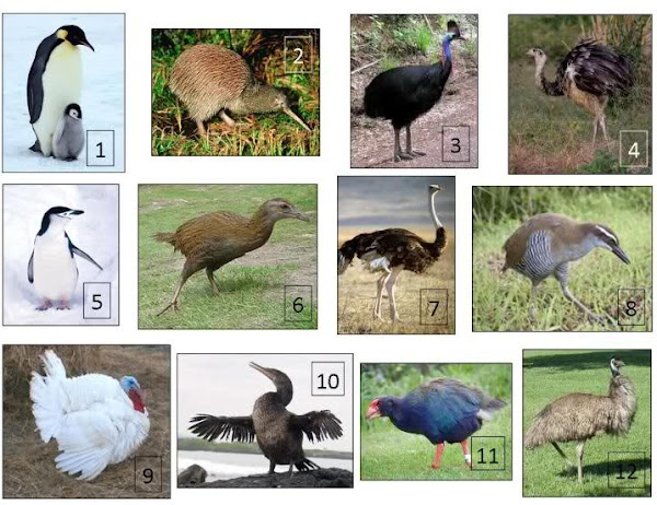 10 طيور لاتستطيع الطيران