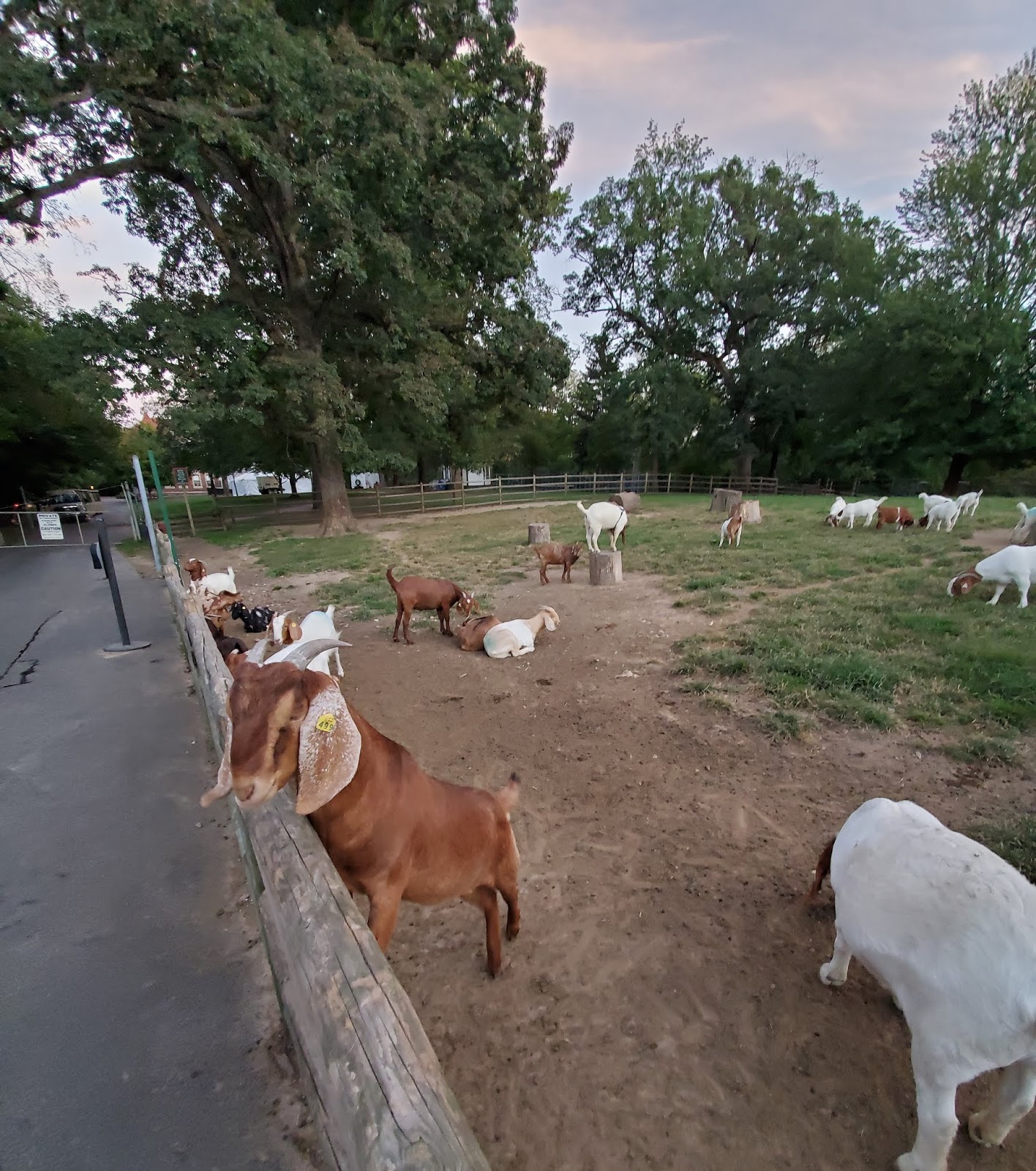 Play St. Louis Grant's Farm, South St. Louis County