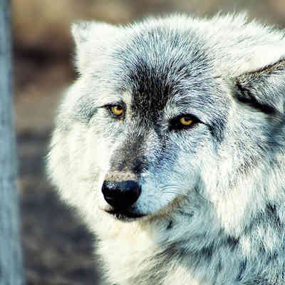 Wolf hybrid