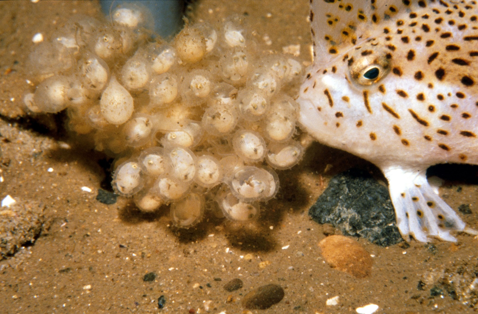 Real Monstrosities Handfish