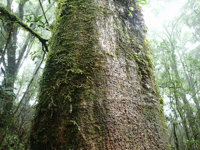 Lithocarpus aggregatus
