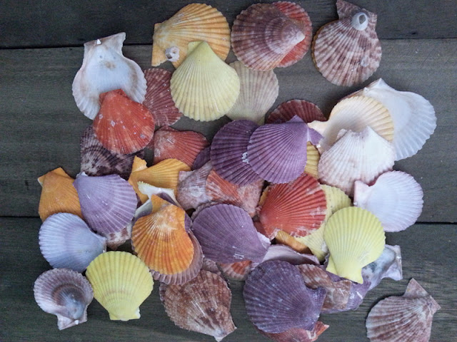 adorable-colourful-seashell-decorating-ideas
