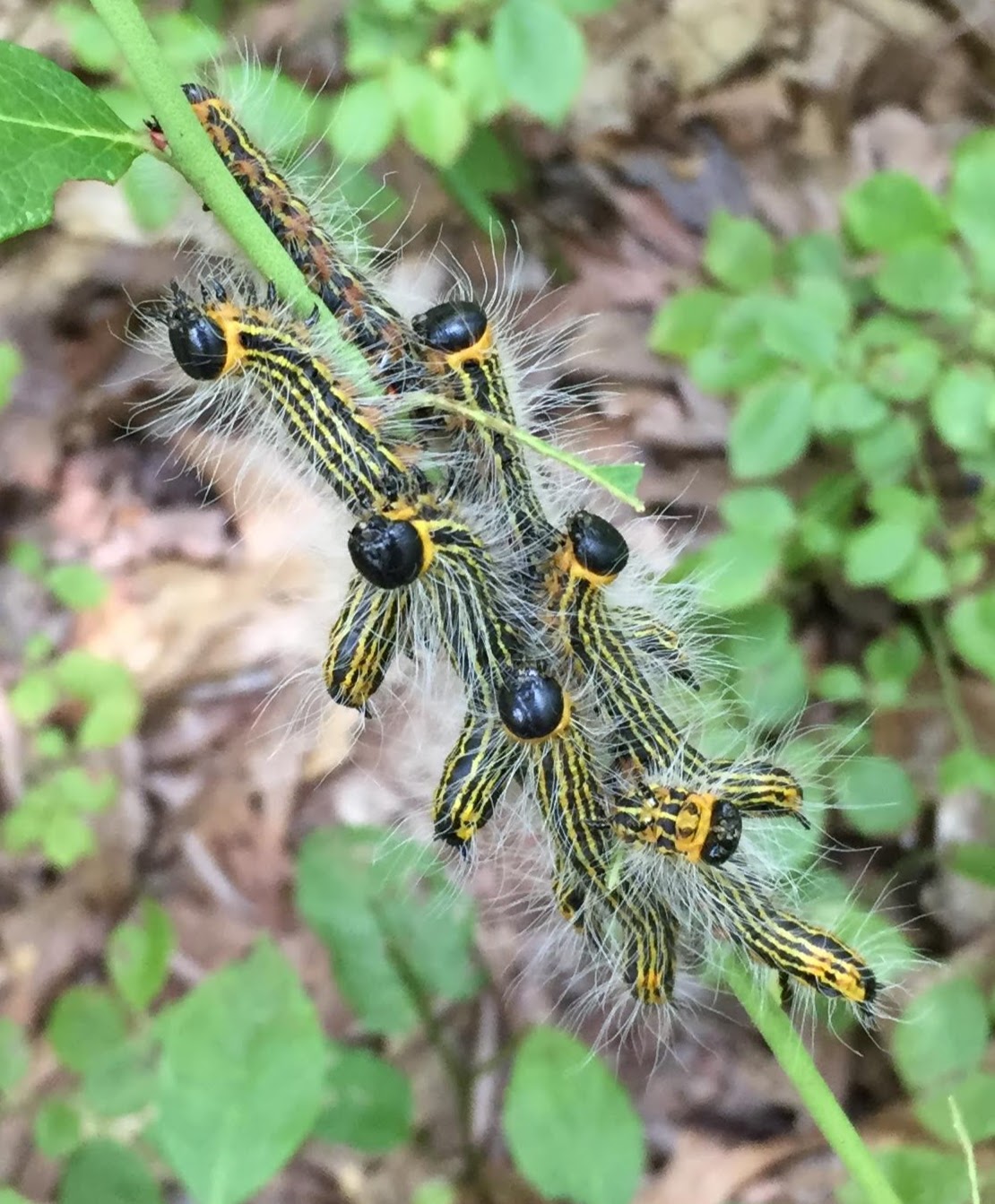 Princeton Nature Notes The Very Dramatic Caterpillar Eating Wild