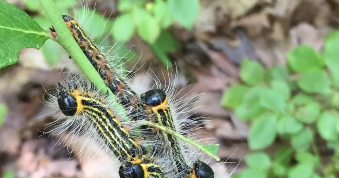 Princeton Nature Notes The Very Dramatic Caterpillar Eating Wild