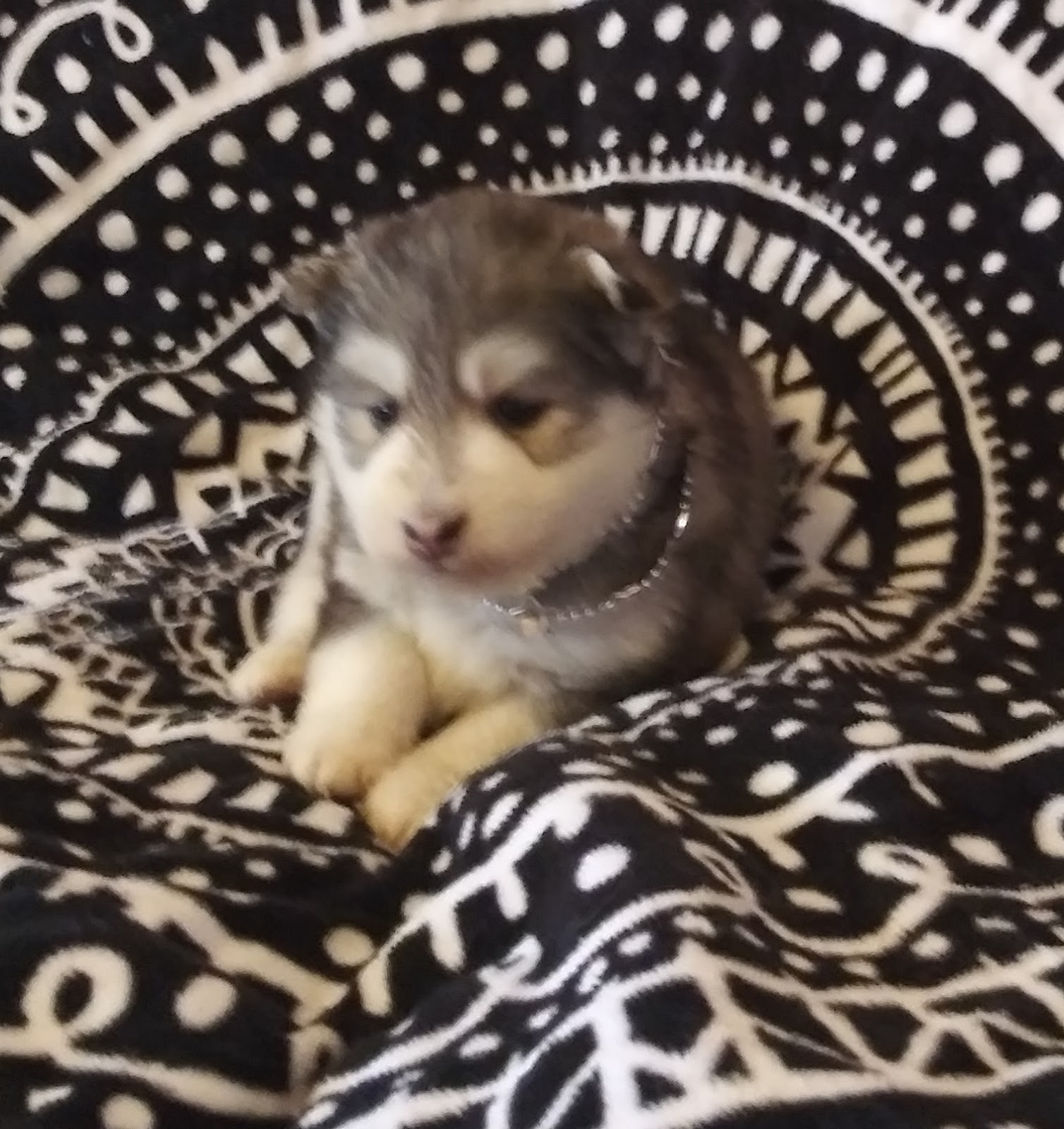 Miniature Siberian Husky Puppy SOLDGray & White Male Miniature