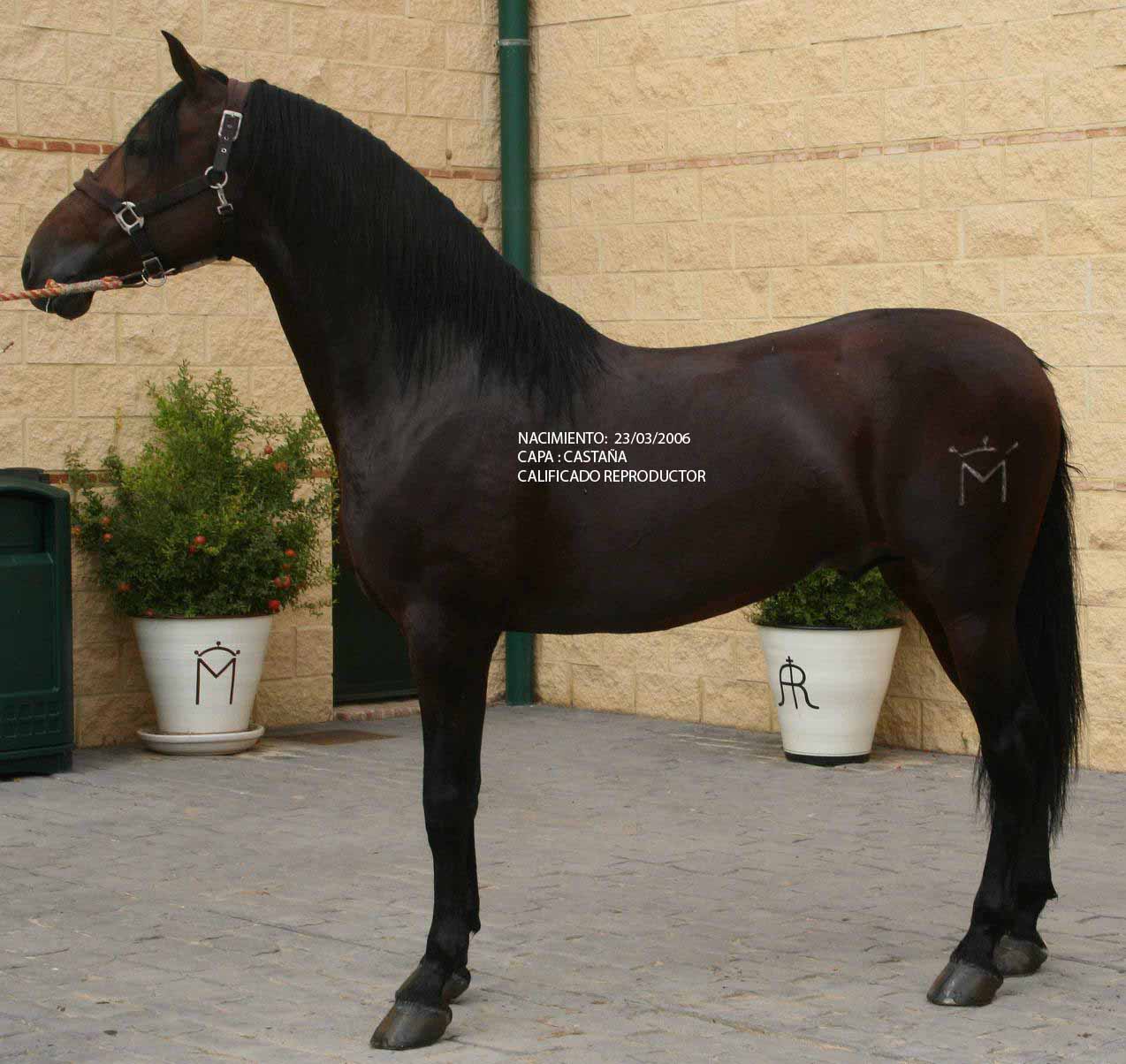 Cavallié 5 Years Old Horse