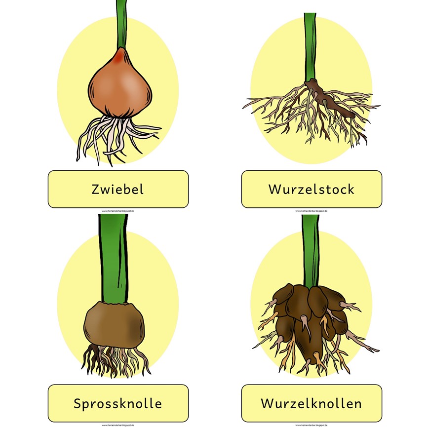 Herr Sonderbar Frühblüher