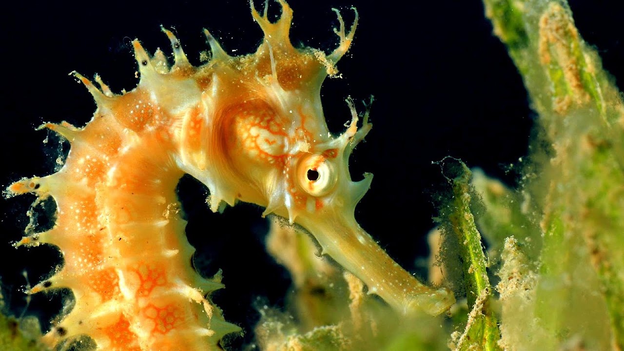 seahorse different seahorse species