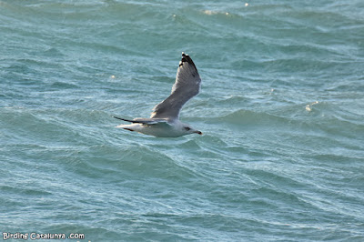 Gavià argentat (Larus michahellis)