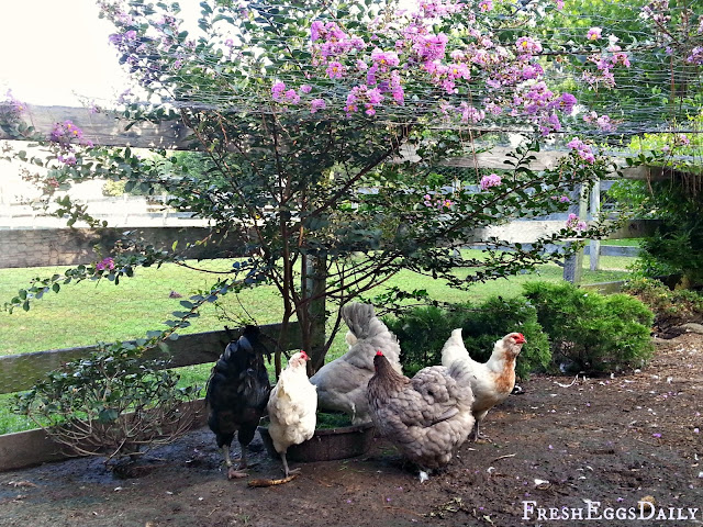Fresh Eggs Daily®: Chicken Run Landscaping
