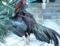 AYAM BANGKOK DILIHAT DARI WARNA KULIT ATAU BULUNYA