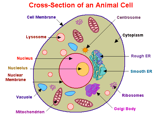 Animal Cell Diagram Labeled 2d Images
