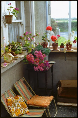 Decora el hogar: Decoración de habitaciones con Plantas de Interior