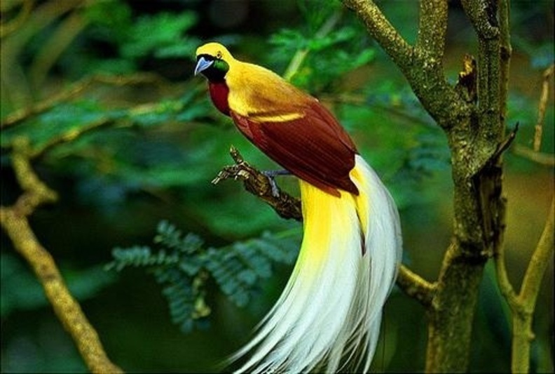 1201110113_10-burung-cendrawasih-terindah-di-dunia.jpg
