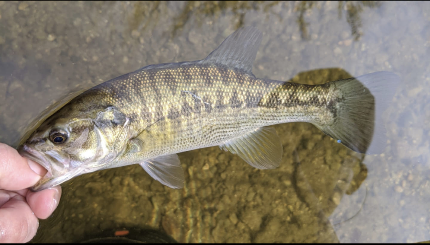 Fish Spotlight Guadalupe Bass