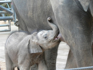 Anne sütü emen yavru Asya fili.