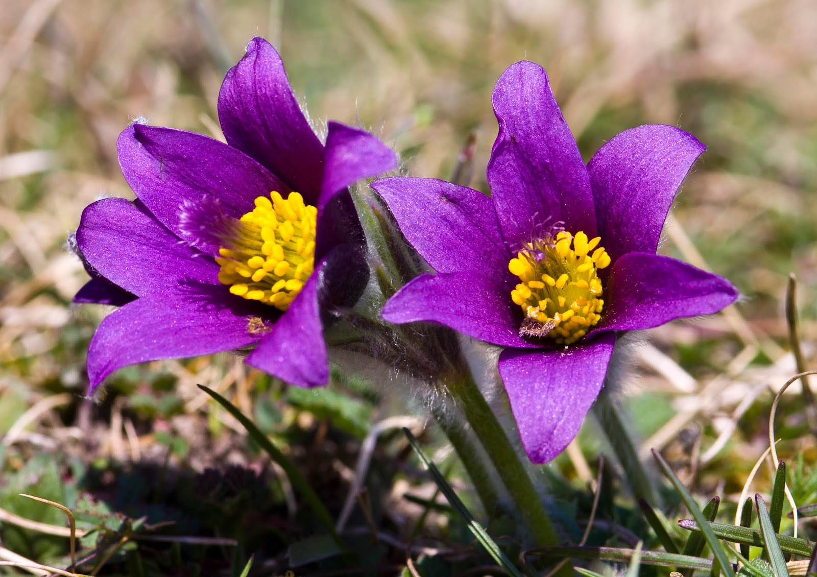 Pictures Of American Pasque Flower 118