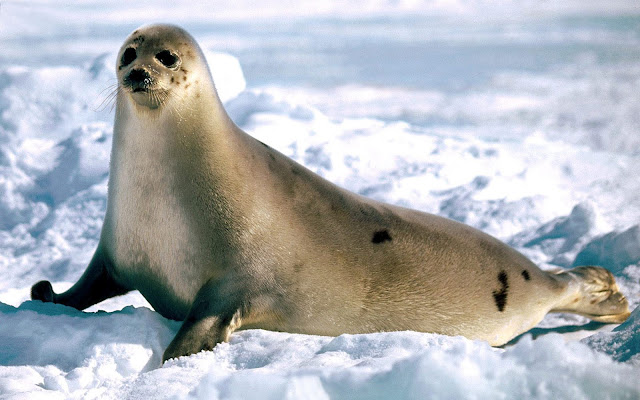 HD animal wallpaperwallpaper with a big seal walking through the snow in the winter