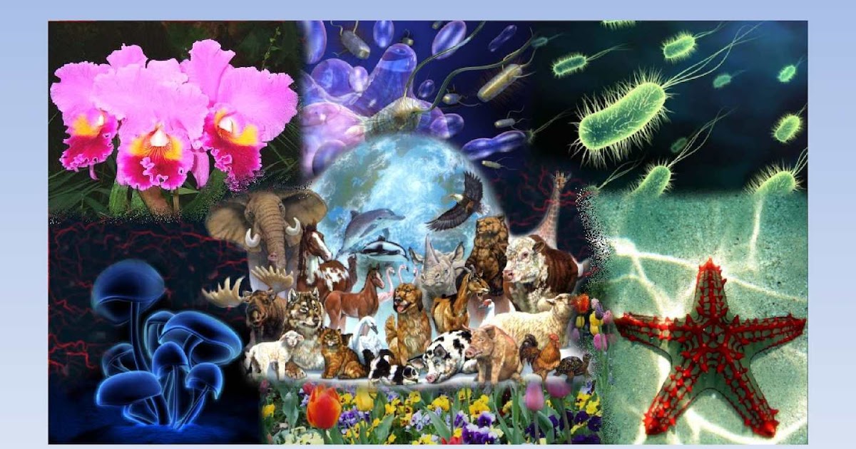 Pensar es Ciencia: UNIDAD 3: 5 REINOS 1º ESO