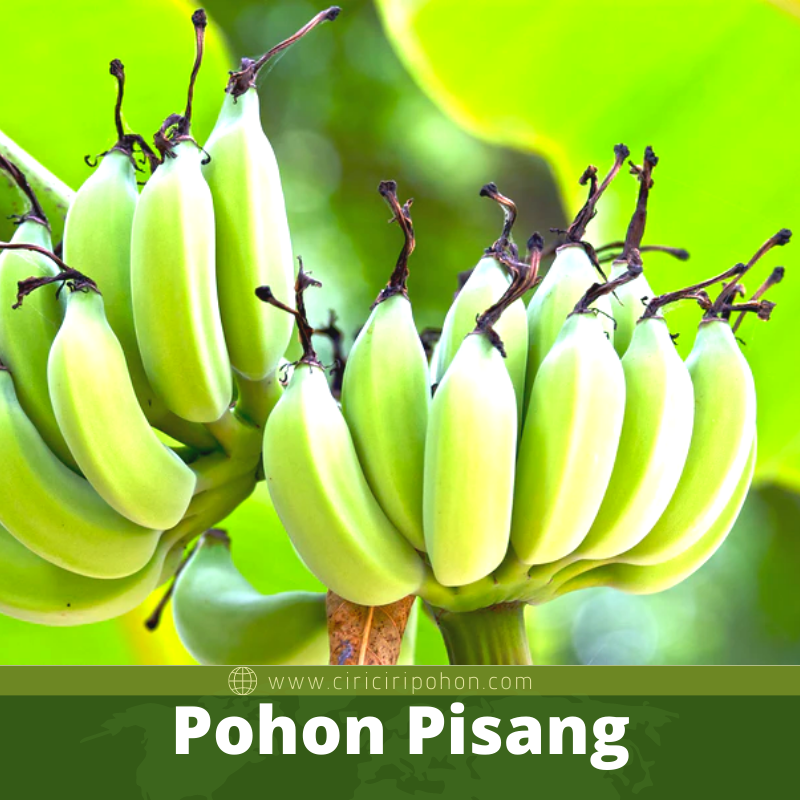 Pohon Pisang