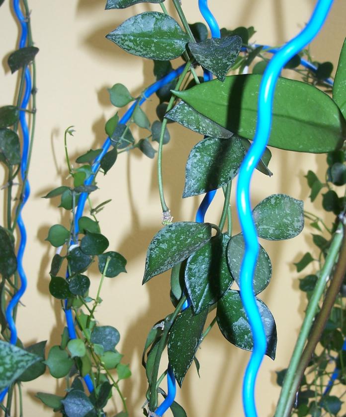 Hoya plants (mum çiçeği)