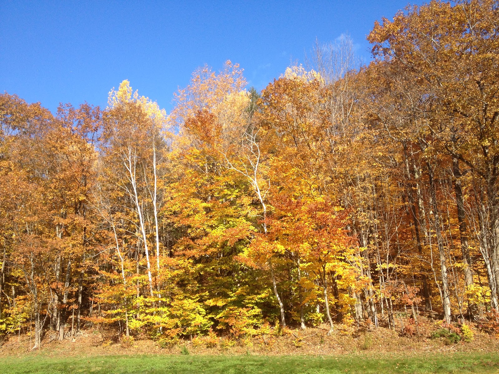 Moose in Maine Quarry Run Recreational Area