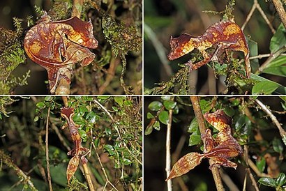 Satanic Leaf-tailed Gecko's name says it all, it is one of the weirdest animals.