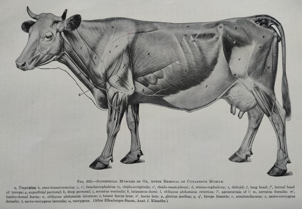 Muscles of Shoulder Girdle Myology Anjani Mishra