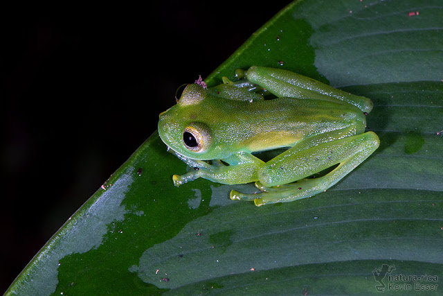Espadarana prosoblepon - Emerald Glass Frog