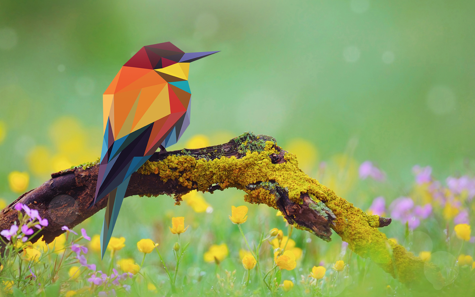 Wallpaper PNG Wallpaper PNG