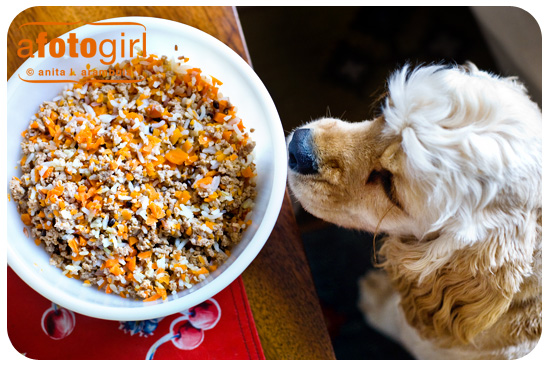 bonbon bleu - Recherche Google  Dog food recipes, Food animals