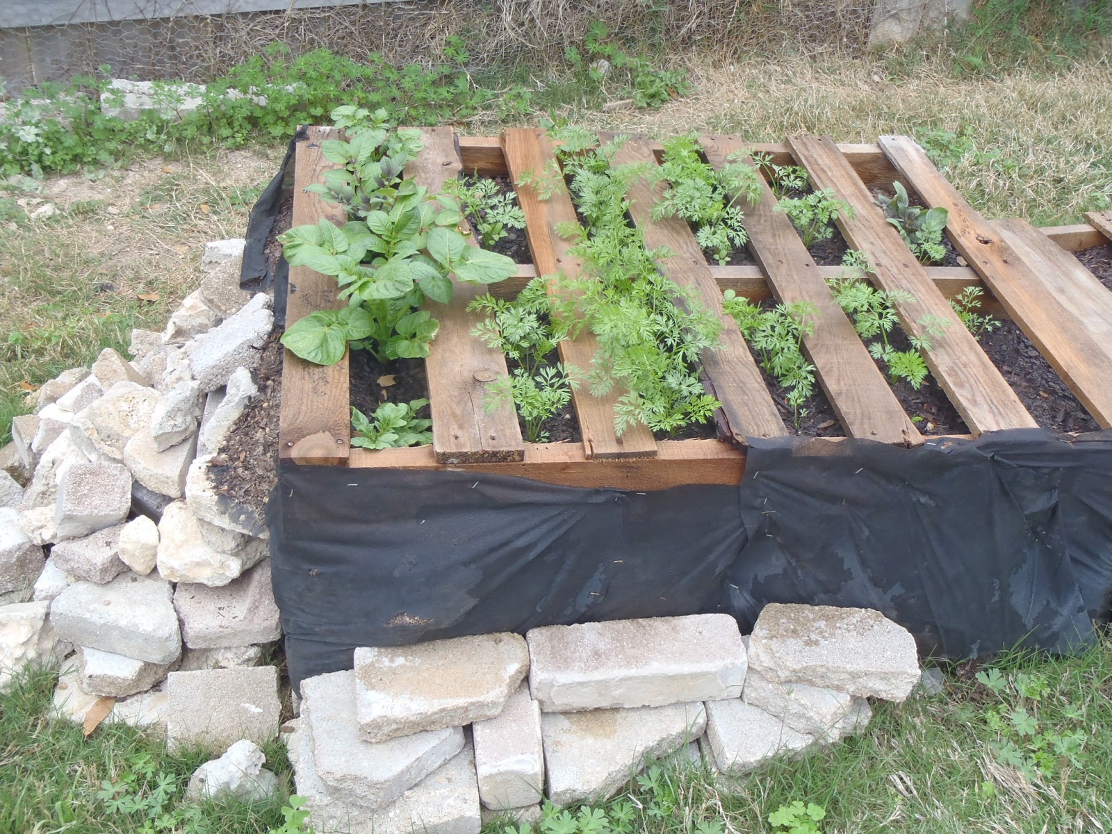 Becky's Blog lots of fun shtuff Pallet Garden Update Mar 29