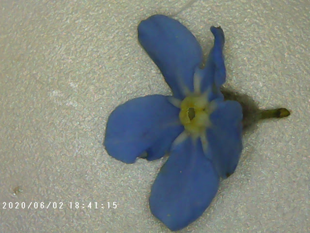 Forget Me Not Flower
