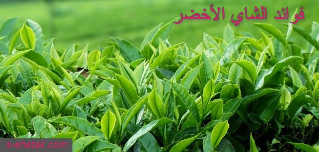 فوائد الشاي الأخضر