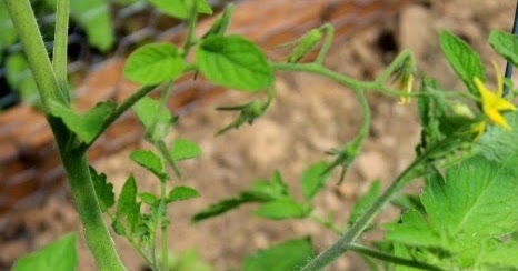 How to Prune Tomato Plants for Better Harvest #Organic_Gardening - 101
