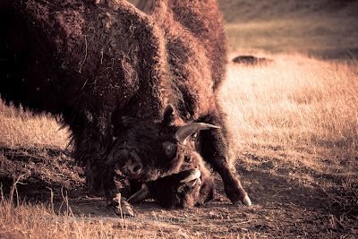 Buffalo Bison Fighting in Custer State Park by Dakota Visions Photography LLC Black Hills SD www.dakotavisions.com