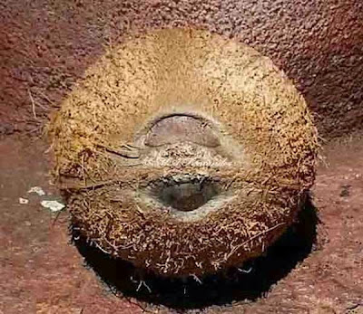 Jyotish upay of Gomati chakra, Kali haldi, Laghu nariyal, Dakshinavarti Shankh, Kamal Gatta, Hakik, Moti Shankh, Ekakshi nariyal in Hindi 8. एकाक्षी नारियल (Ekakshi nariyal)