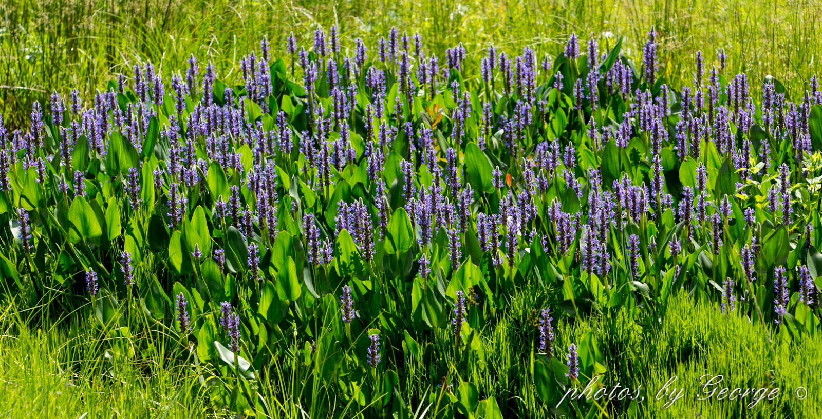 pickerelweed-for-koi-ponds