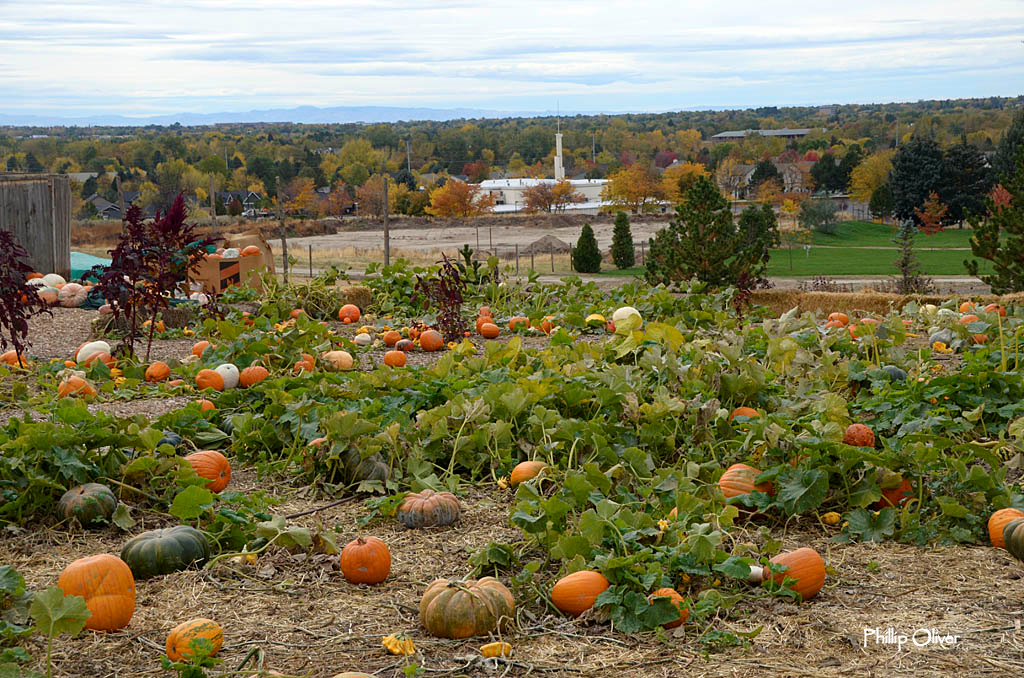 Idaho Botanical Gardens, Boise, Idaho