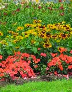 Colorful flower bed.